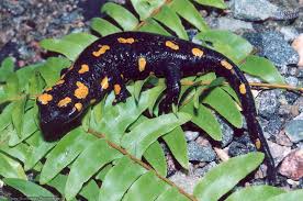 Salamandra salamandra  