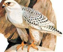 Falco gyrfalco