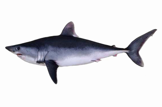 сельдевая акула