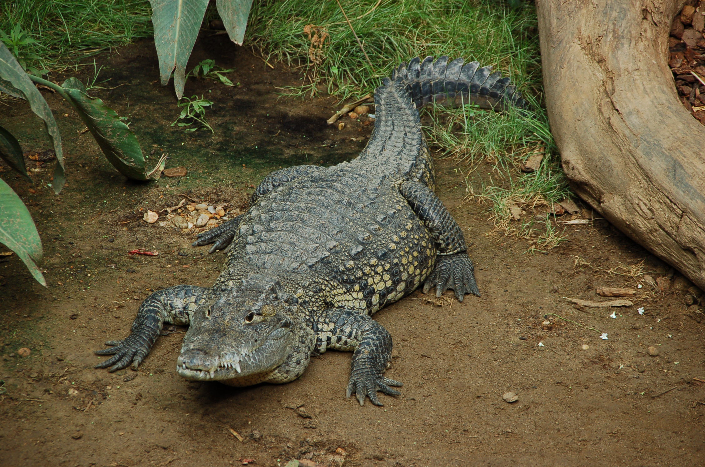 Крокоди́л центральноамерика́нский 