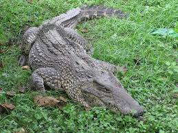 Крокоди́л куби́нский 
