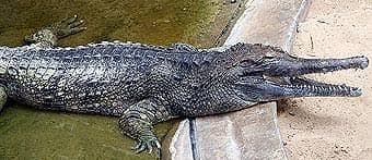 Крокоди́л гавиа́ловый  