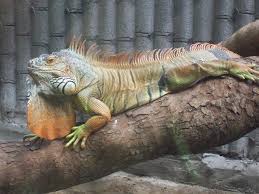  Iguana sp.