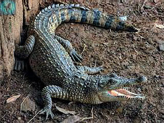 Крокоди́л новогвине́йский 