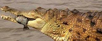 Крокоди́л орино́кский 