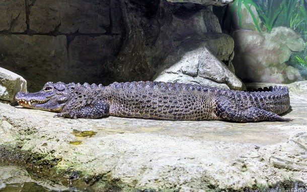  Alligator sp.