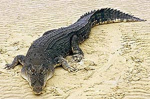 Крокоди́л гребни́стый