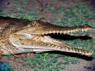 Крокоди́л Австрали́йский узкоры́лый 