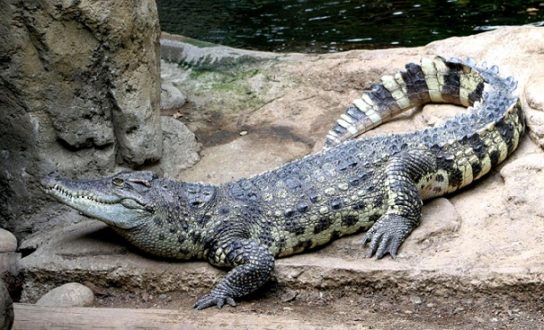 Крокоди́л Сиа́мский  